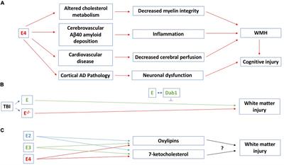 Role of white matter hyperintensity in effects of apolipoprotein E on cognitive injury